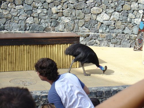 Птица из Aves Del Paraiso